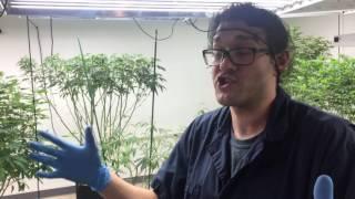 Growing Medical Marijuana