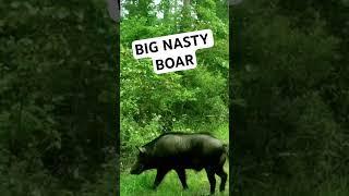 WILD HOG HUNTING with an AK-47!