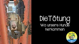  |Die TÖTUNG - wo unsere Hunde herkommen| 