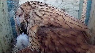 Tawny baby feeding time!