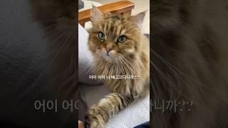 까까 달라고 떼쓰는 금쪽이  #funnycat #고양이일상 #밥보