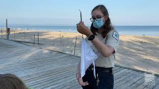 Banding Piping Plovers at Wasaga Beach Provincial Park