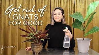 How to Get Rid of Gnats Indoors (Save the plants! Take back our homes!)