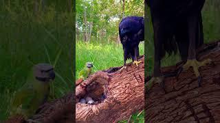 Wow, the black eagle and the parrot look so pretty.#bird #animals #beautiful #love #edit