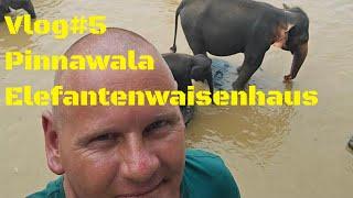 Vlog #5 Sri Lanka Pinnawala Elefantenwaisenhaus #srilanka #Tikkatours