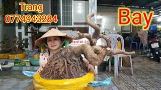 Trang. (zalo0774943284!) Chào Bán Phôi Mai Vàng Dáng Bay. Phôi Mai Bon Sai Đẹp. 12/9/2024