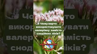 Чому краще вибрати валеріану замість звичайних снодійних препаратів?