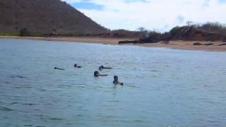 Galapagos! penguins swimming alongside our dinghy