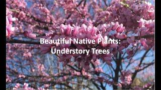 Beautiful Native Plants: Understory Trees