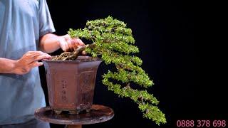 Thọ Bonsai - Số 294 ĐÃ BÁN - Linh Sam 86 Đổ Giá Nhẹ Nhàng