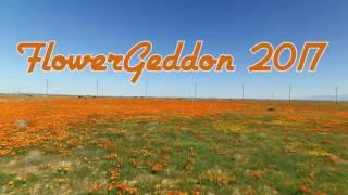 California Flowergeddon SuperBloom 4-1-2017