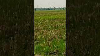 ##sortvideo ##highlightseveryon