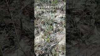 食虫植物自生地　モウセンゴケ　23/4-3