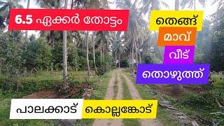 6.5 Acre Coconut | Mango Farm With House For Sale | Palakkad | Kollengode (സെന്റ്‌ 39000)