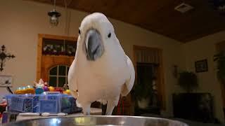 What All Can A Cockatoo Get Into In 9 Minutes ??