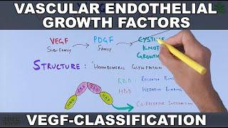 Vascular Endothelial Growth Factor | VEGF | Classification and functions