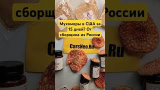 Мухоморы в США за 15 дней? От сборщика из России #микродозингмухомора #ежовик #США