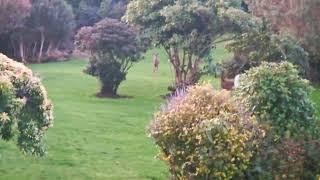    deer and a  from the deck #wildlife #newzealand  #deer