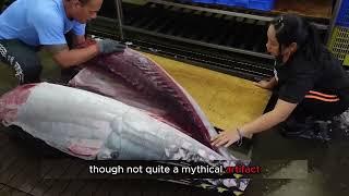 Tuna Tornado Dock's Fastest Knife Slicer Takes on 500-Pound Tuna! | Street Food Stories