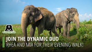 Join The Dynamic Duo Rhea And Mia For Their Evening Walk!