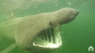 Basking Shark Autumn Research