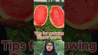 Grow MASSIVE Melons! Top Secrets for Bigger & Juicier Harvests #garden #agriculture