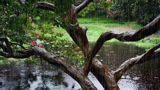 Soothing Rain Sounds on a Pond ASMR