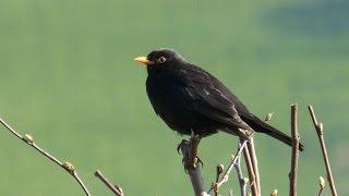 Sounds of Nature Blackbird 1 Hour of the Blackbird's Song