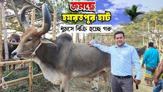 বছরের শেষ হাটে কোরবানির উপযোগী গরুগুলো বেশ ভালো দামে বিক্রি হলো হরযতপুর হাটে। cow price