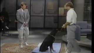 Stupid Pet Tricks