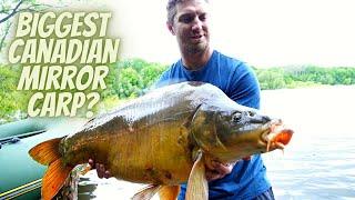 Back to Mirror Carp Paradise (Biggest Mirror Carp ever Caught in Canada)