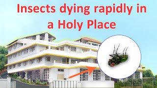 Insects Dying Rapidly in a Holy Place - Unique Phenomenon