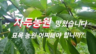 3년을 공들인 자두농원 - 망쳤습니다 - 속터집니다