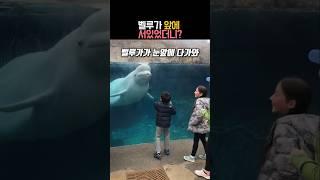 벨루가 앞에 서있었더니? #벨루가 #동물