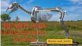 Heartland Horseshoeing School Anatomy Lecture Series   Bones and Joints