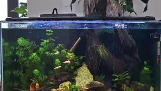 Tank Dreams - Zabby's Community of Nano Fish