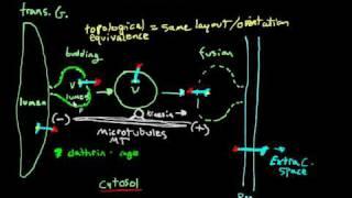 exocytosis:  vesicular transport