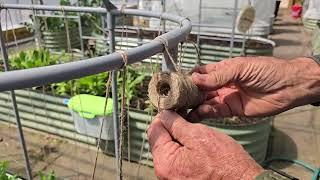 How to WEAVE a TRELLIS for ENGLISH PEAS