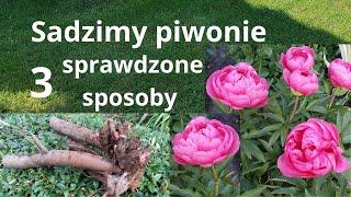 PIWONIE tak posadź a na pewno zakwitną, przygotuj w ten sposób stanowisko dla piwonii w ogrodzie