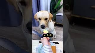 fair distribution#dogs #funny #comedy #tiktok #youtubeshorts #entertainment