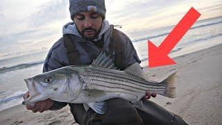 Insane Striper Action: How to Crush the Fall Migration!