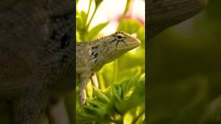 What Are Physical Adaptations? #scienceclass #science #evolution #biology