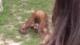 Thirsty Monkey you will need therapy after you watch this