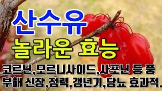 [산수유 효능] "자연의 풍요, 산수유로 만나는 생명의 음료"