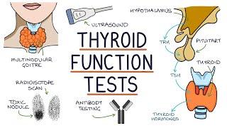 Understanding Thyroid Function Tests