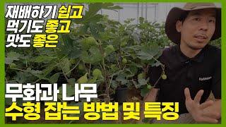 무화과 나무 쉽게 키우는 방법 및 수형 잡는 법 ( 재배 쉬움, 먹기 좋음, 맛도 좋음 )