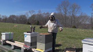 Bees Too Strong, Forced To Split [22EP5]