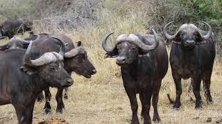 BUFFALOS IN SOUTH AFRICA|Kruger National park| #africa #buffalo #wildlife