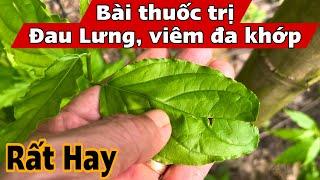 Bài thuốc trị Đau Lưng, viêm đa khớp. PHAN HẢI Channel