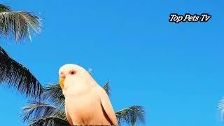 Amazing parrot love video : top pets tv